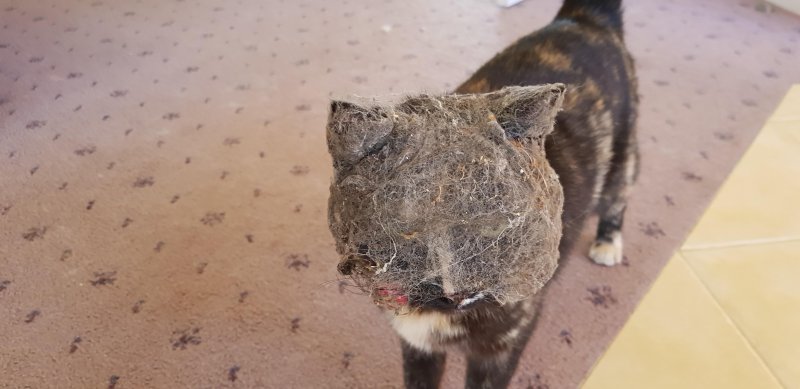 Кот запылился