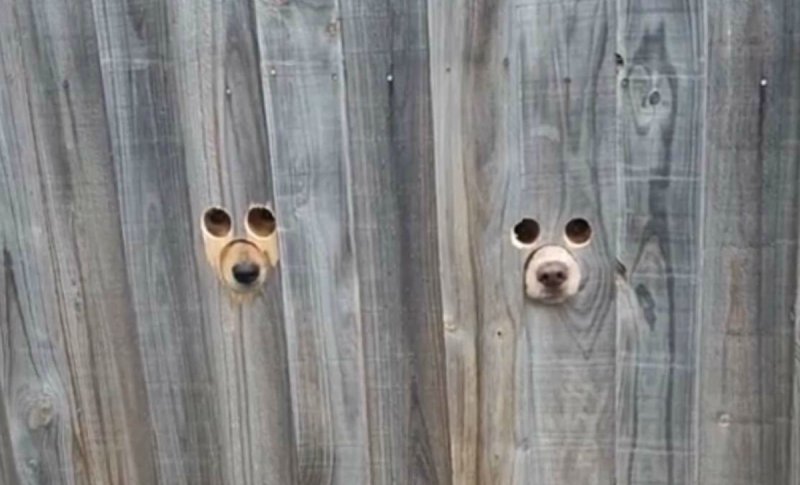 Отверстие в заборе для собаки