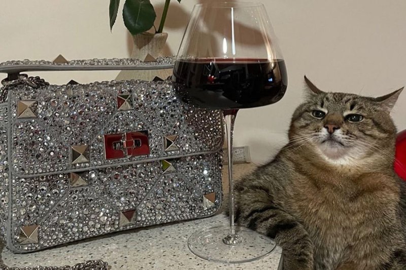 Кот Степан с вином