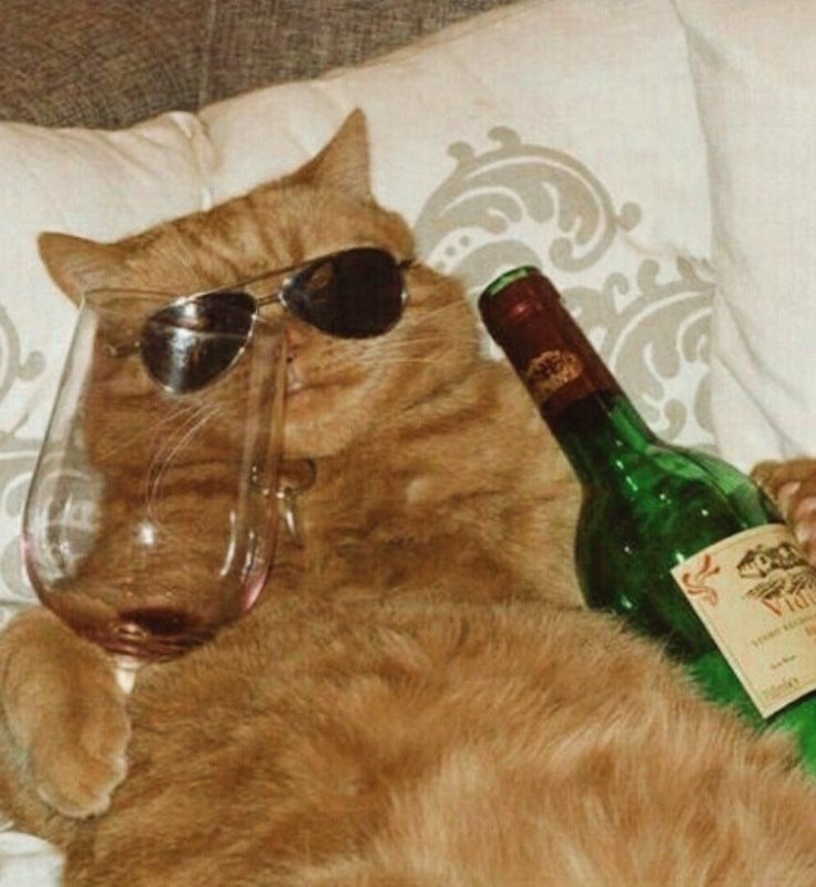 Кот с бутылкой вина