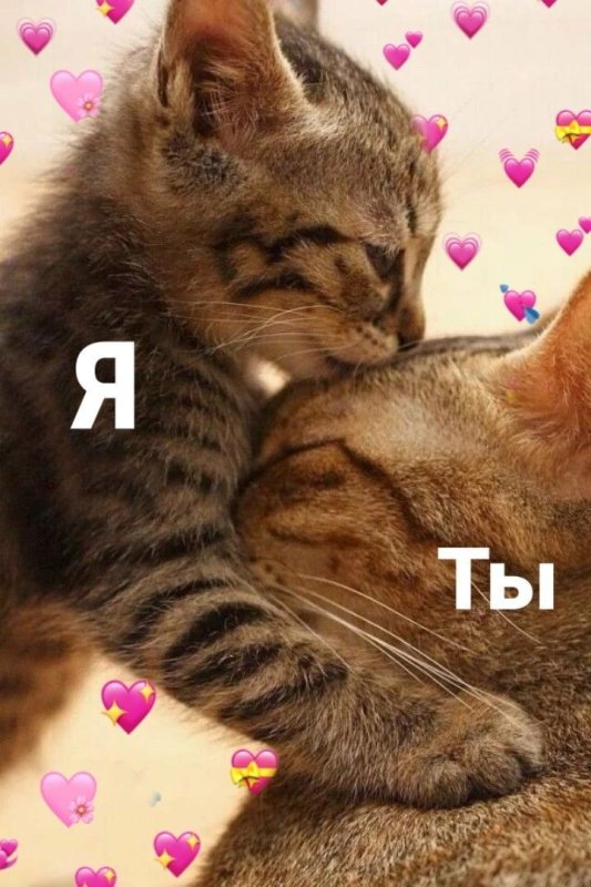 Я тебя люблю котик