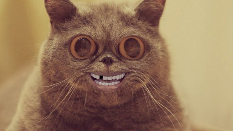 Упоротые коты