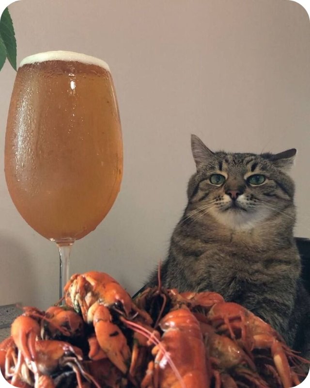 Кот с бокалом