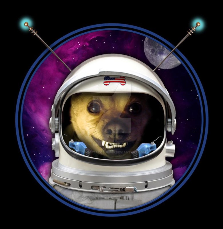 Космонавт пёс