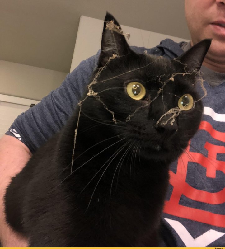 Кот в паутине Мем