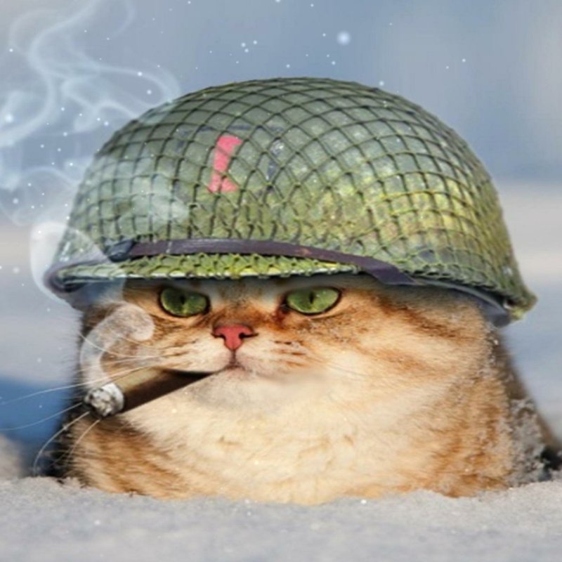 Кот военный
