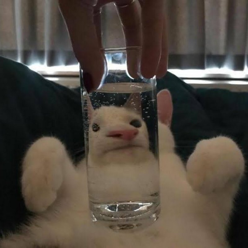 Животные за стеклом