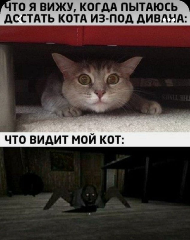 Кошачьи мемы