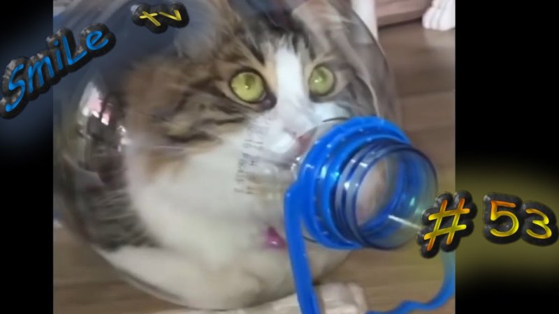 Кот с бутылкой