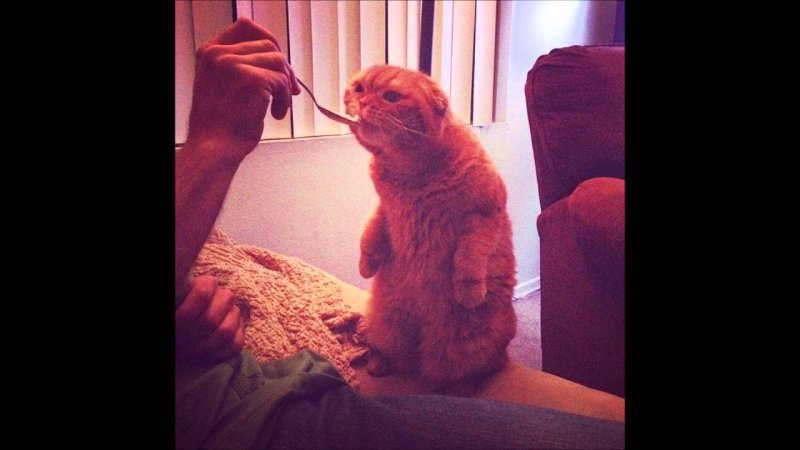 Кота кормят спагетти