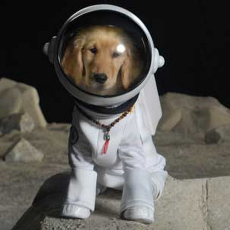 Собака в скафандре