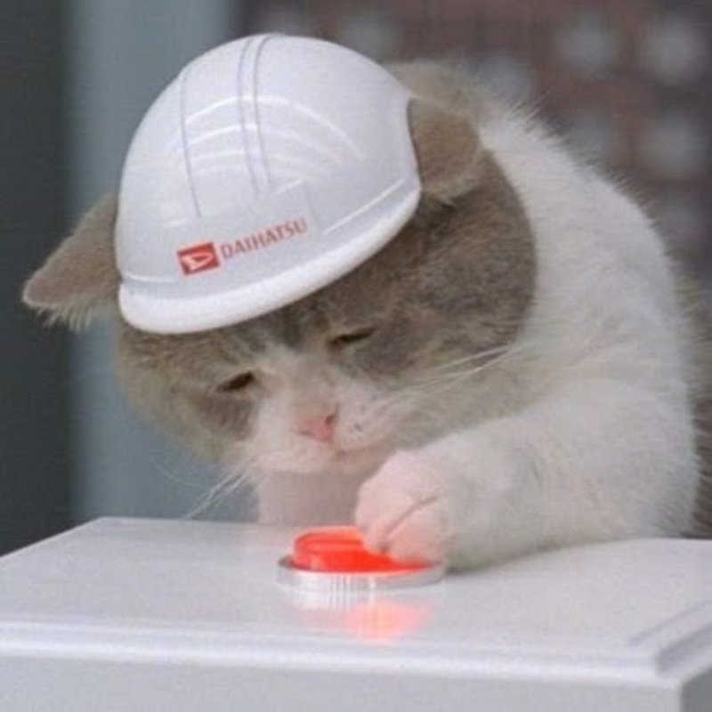 Котик в каске устал