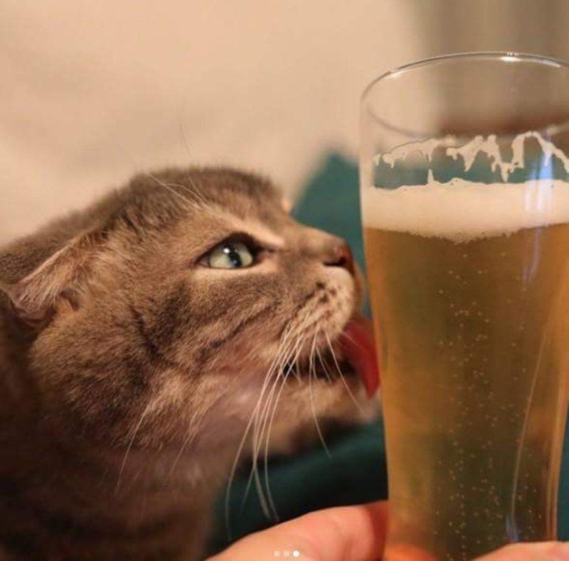 Вечер пятницы кот