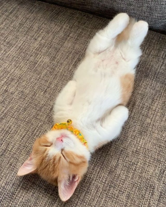 Котенок лежит на спине