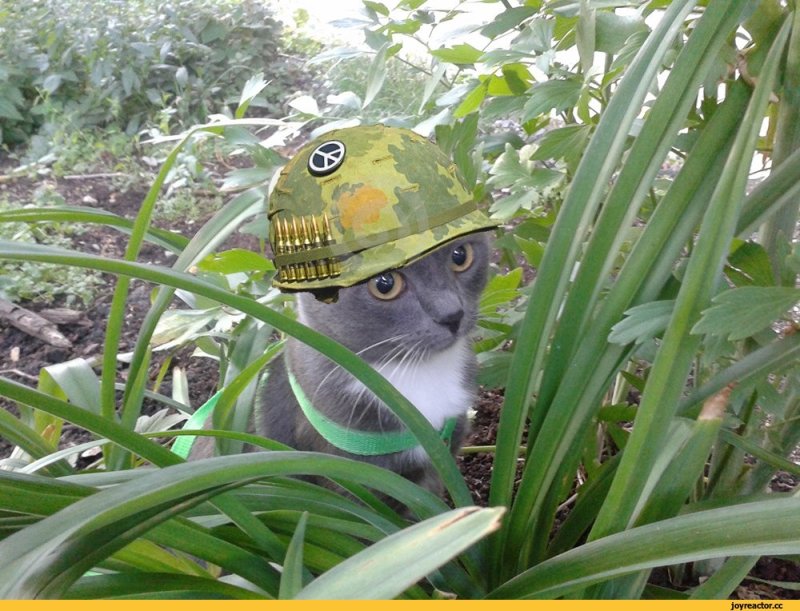 Кот вьетнамские флешбеки