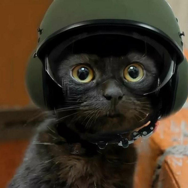 Кот в шлеме картинки