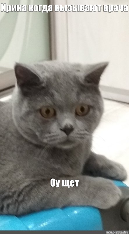 Британский кот мемы