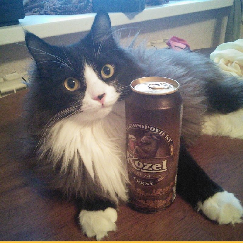 Кот с банкой пива
