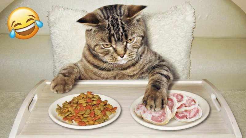 Кошачья еда