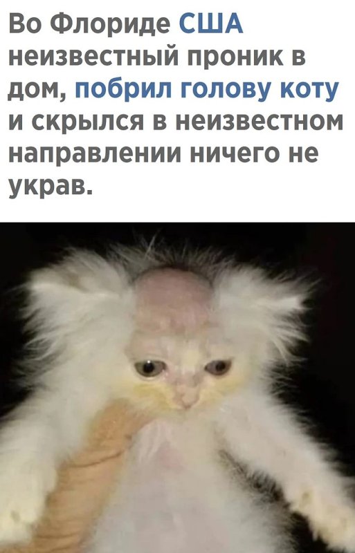 Кот с выбритой башкой