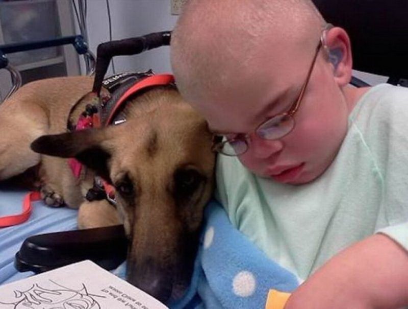 Собака с ДЦП