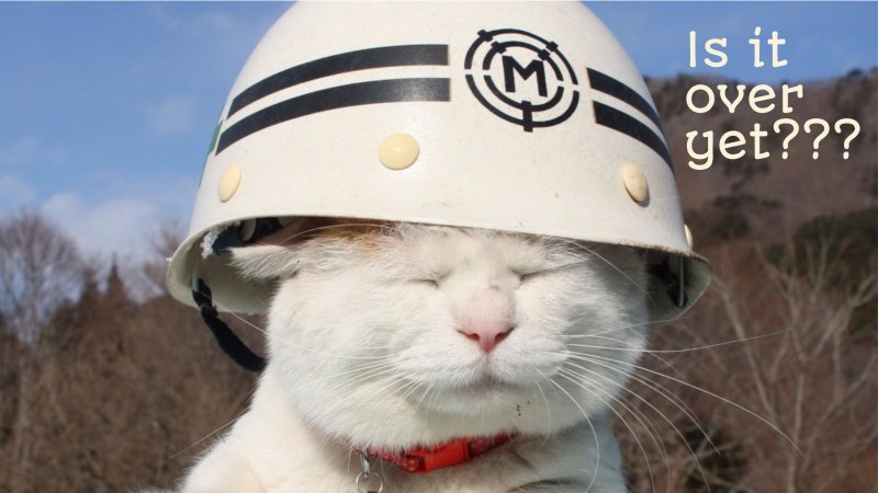 Котик в каске