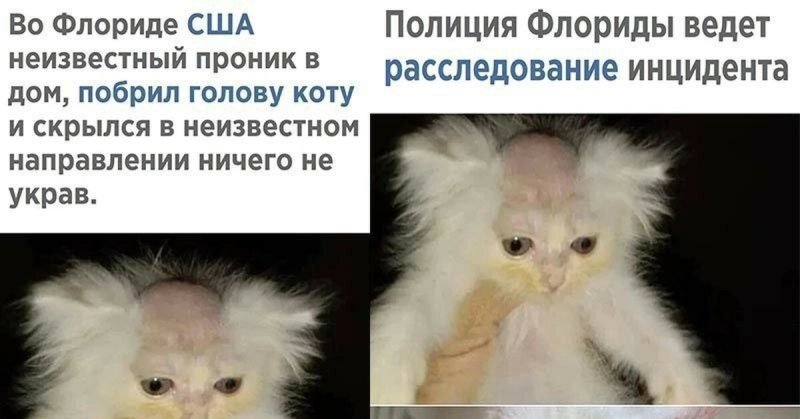 Кот с побритой головой