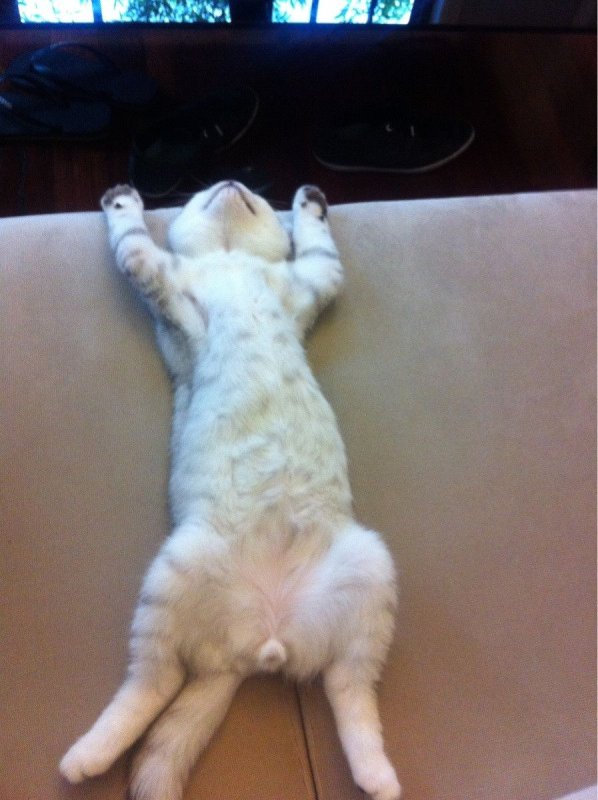 Коты спят на спине