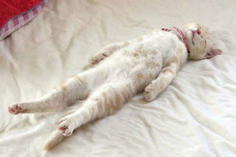 Котик лежит