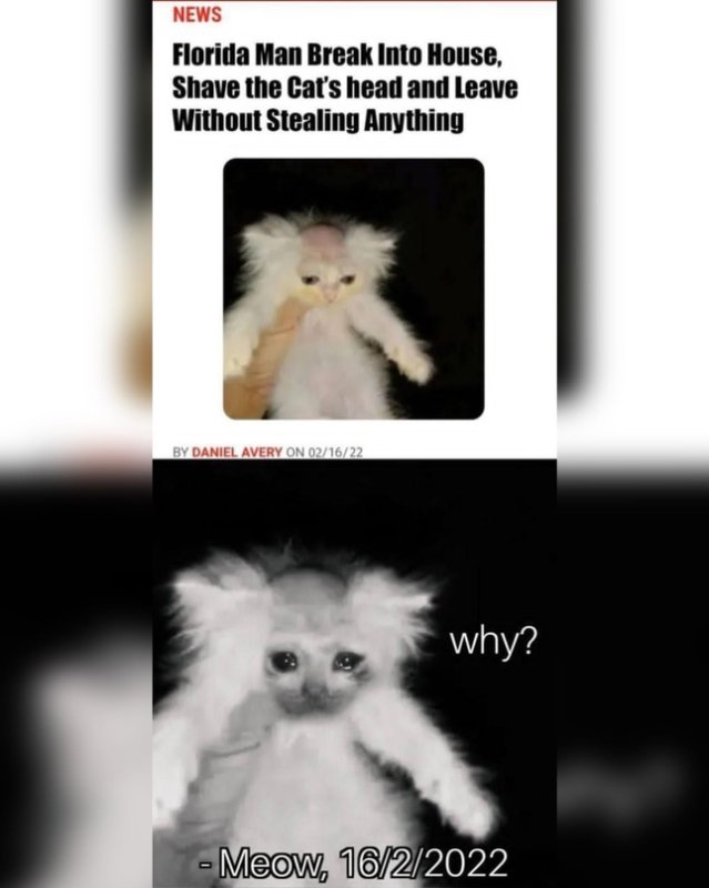 Грабитель побрил голову коту
