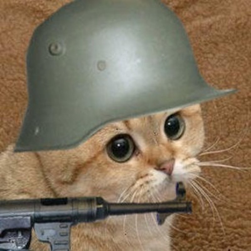 Кот военный