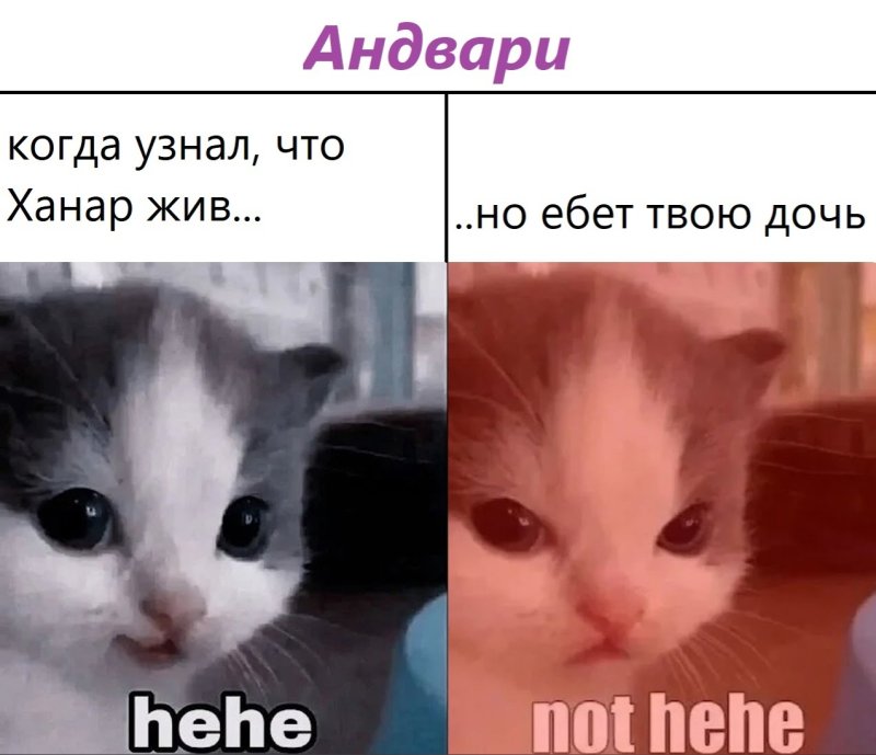 Кот хехе