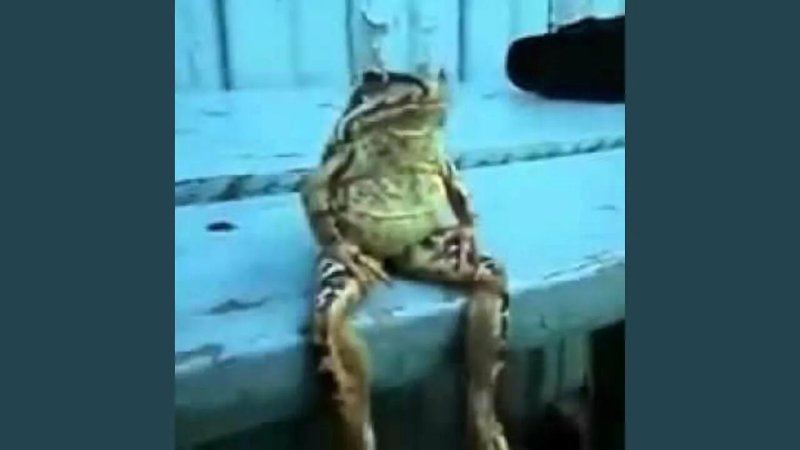Смешные лягушки