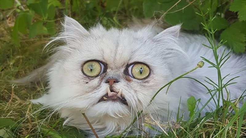 Вилфред Варриор