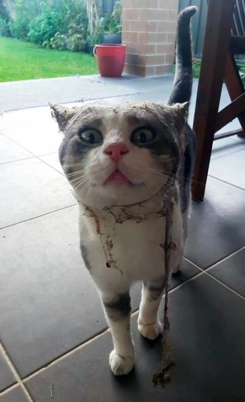 Кот нагулялся