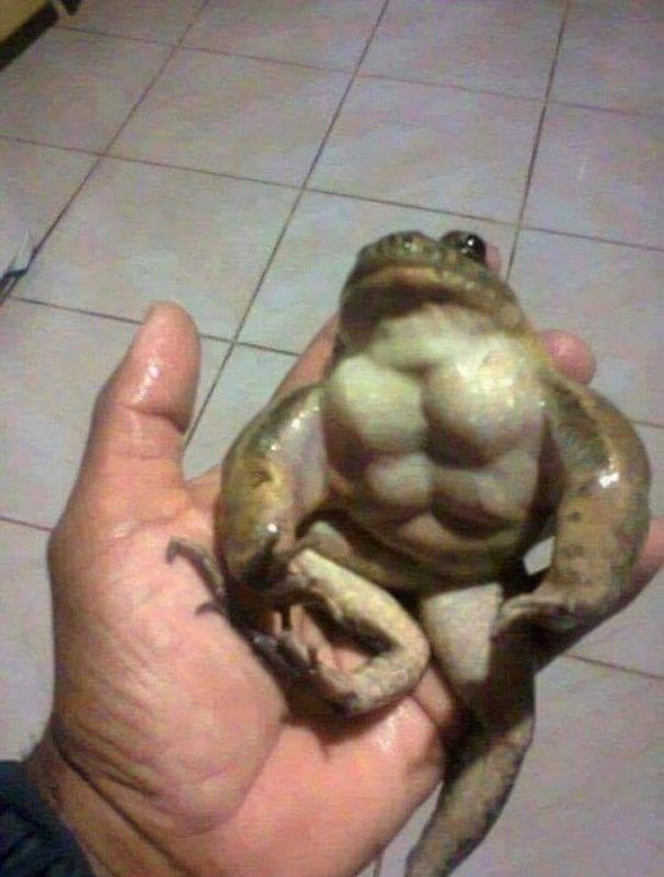 Надутая лягушка