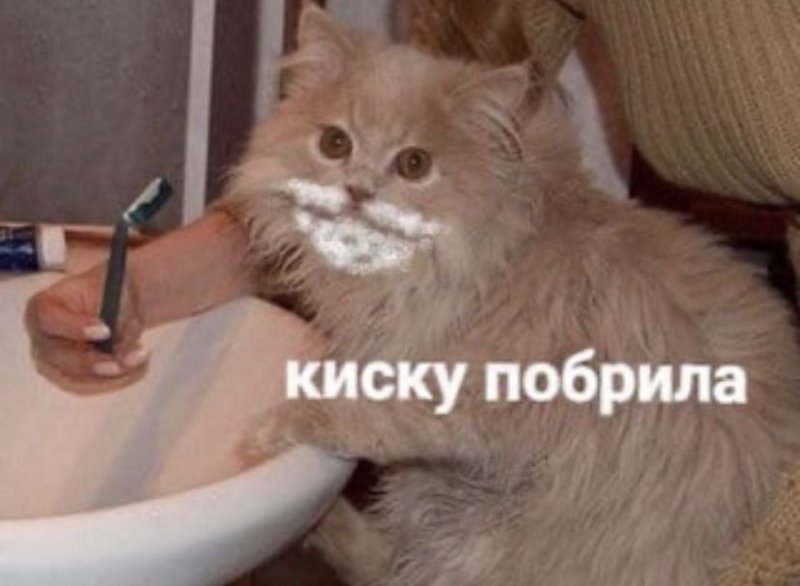 Кот с бритвой