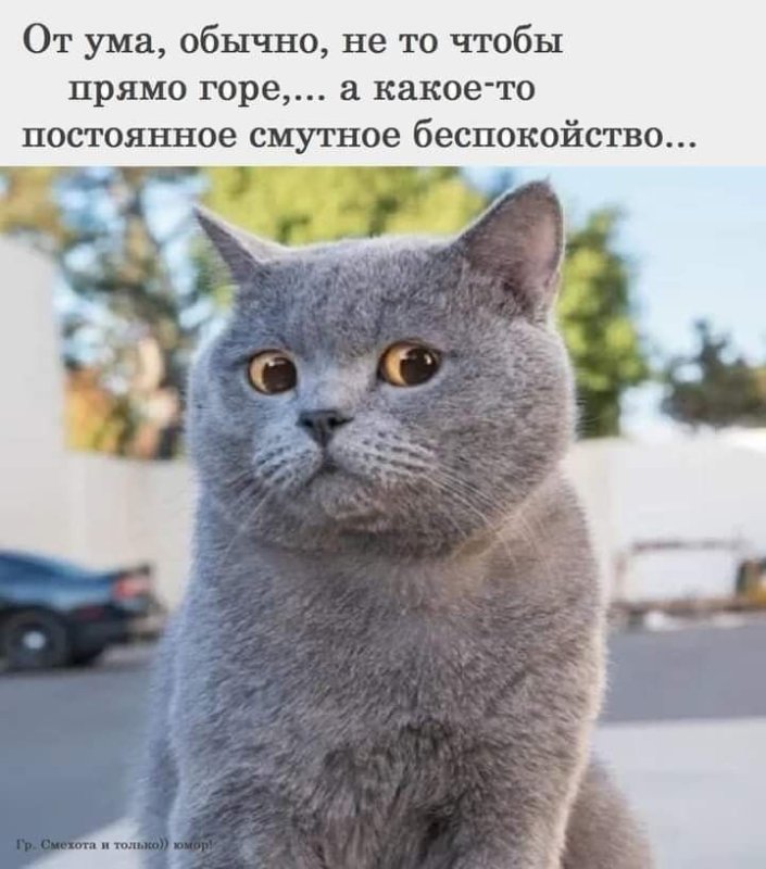 Кот Майкл AARONSANIMALS