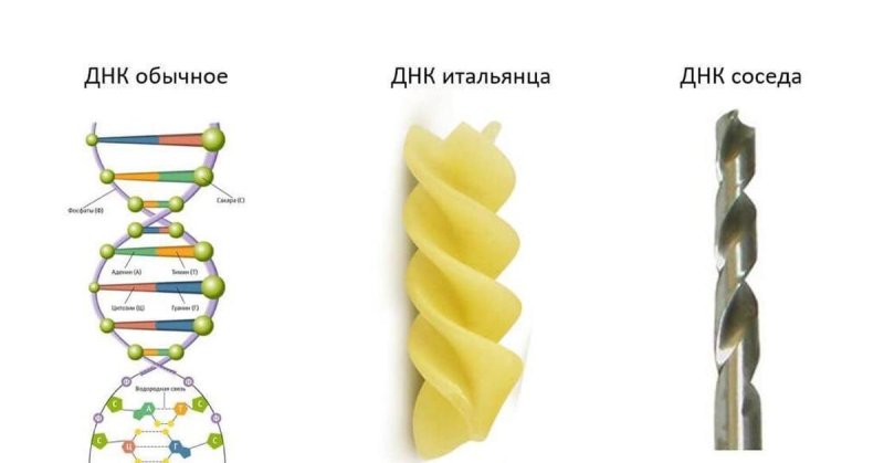 ДНК рисунок