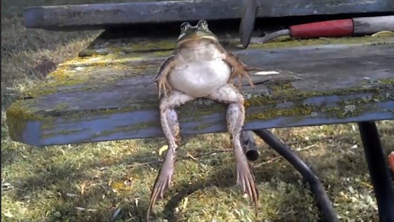 Человек лягушка