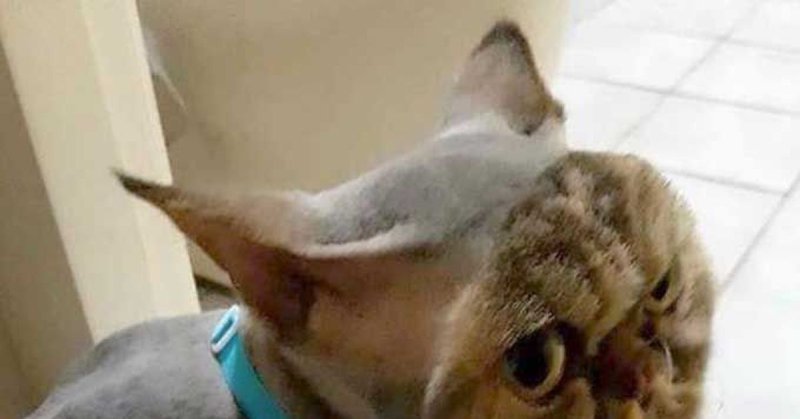 Кот которому Выбрили голову