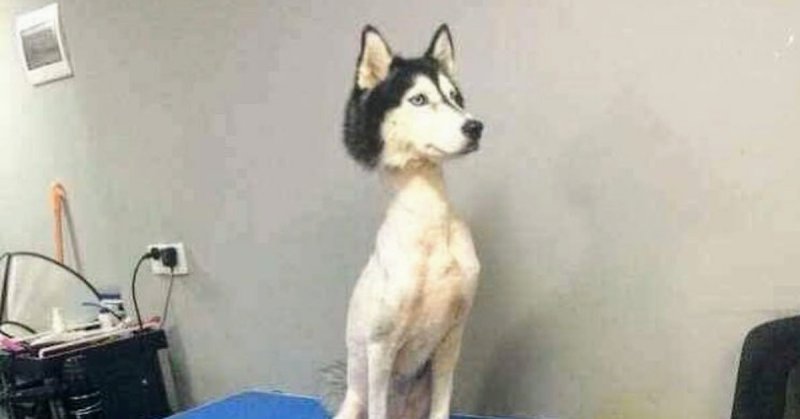 Собака хаски