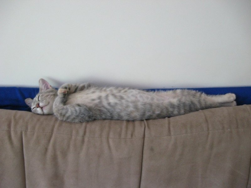 Котик лежит