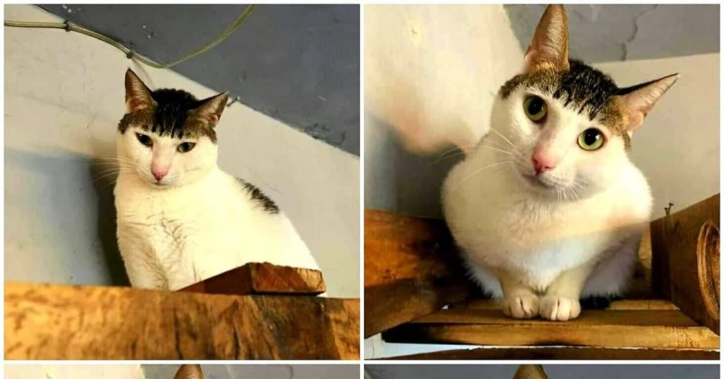 Кошечка с челкой