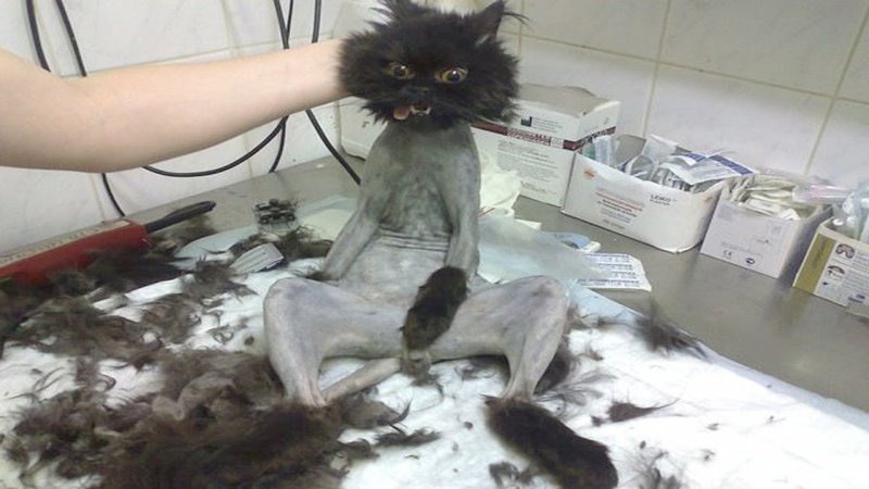 Побритый кот Мем