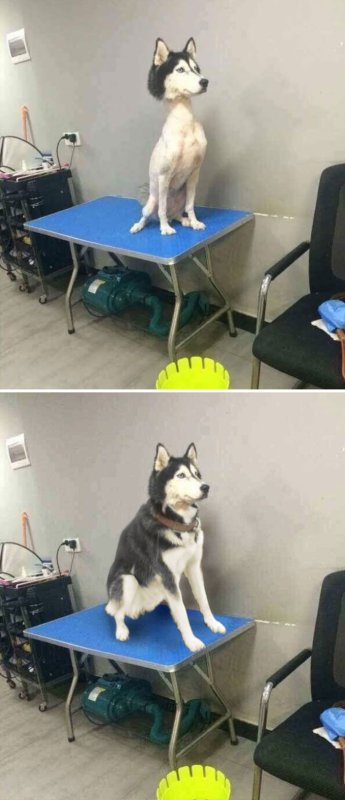 Стрижка собак хаски