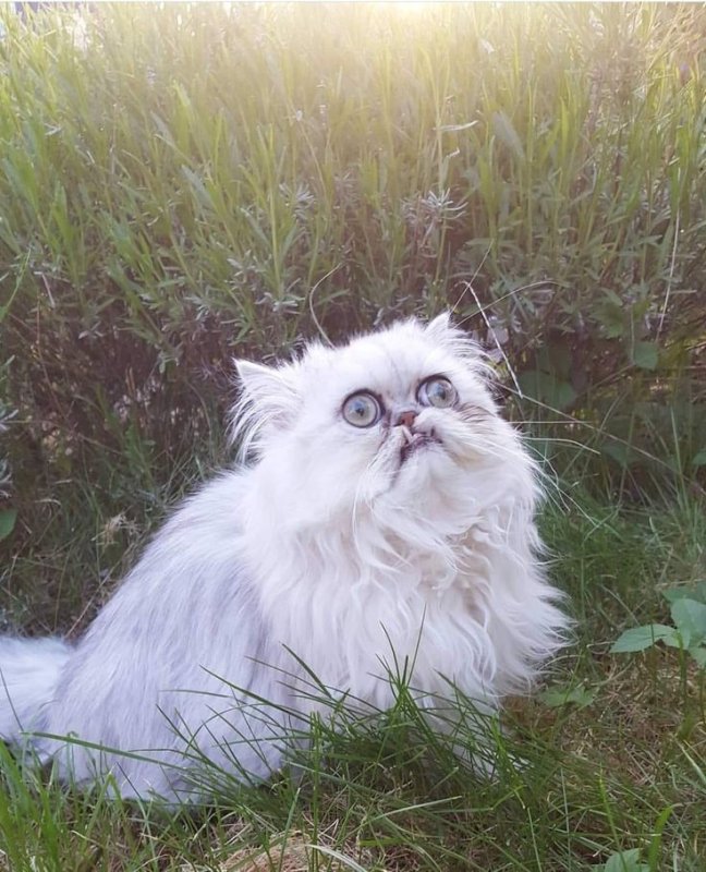 Кот Персидская шиншилла Вилфред