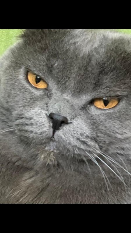 Британский серый кот Мем