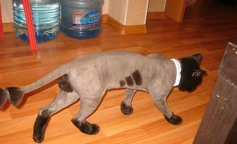 Стрижка котов