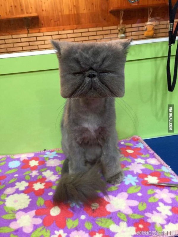 Стрижка котов